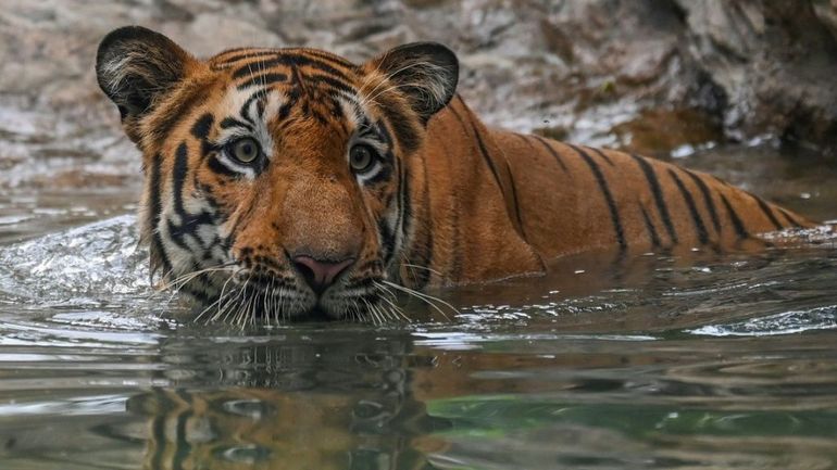 Inde : 126 tigres ont péri en 2021, un chiffre record