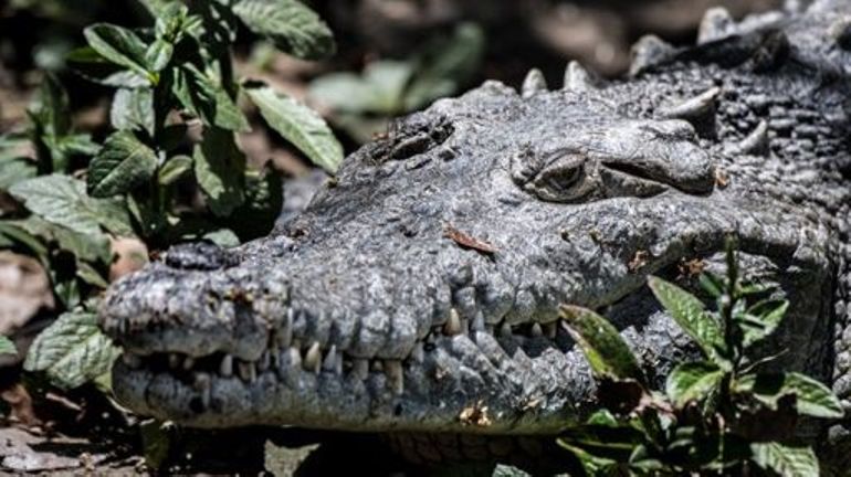 Indonésie : les restes d'une femme retrouvés dans le ventre d'un crocodile