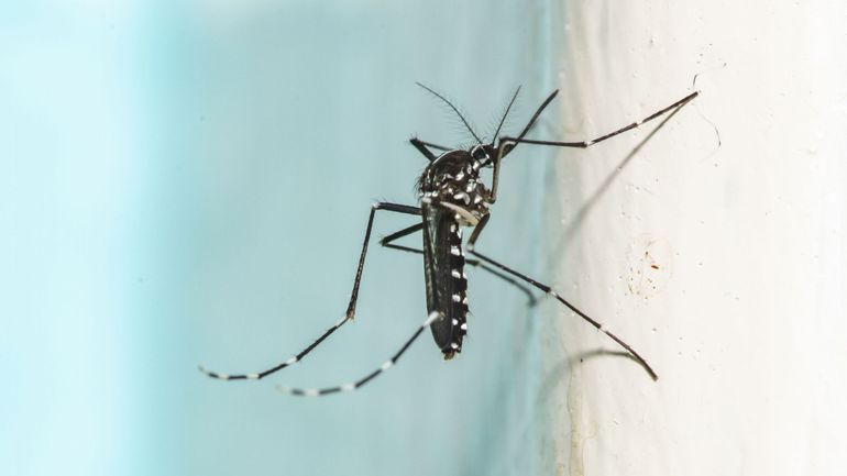 Lutte contre les nuisibles : stériliser les insectes pour éviter leur propagation, une bonne idée?