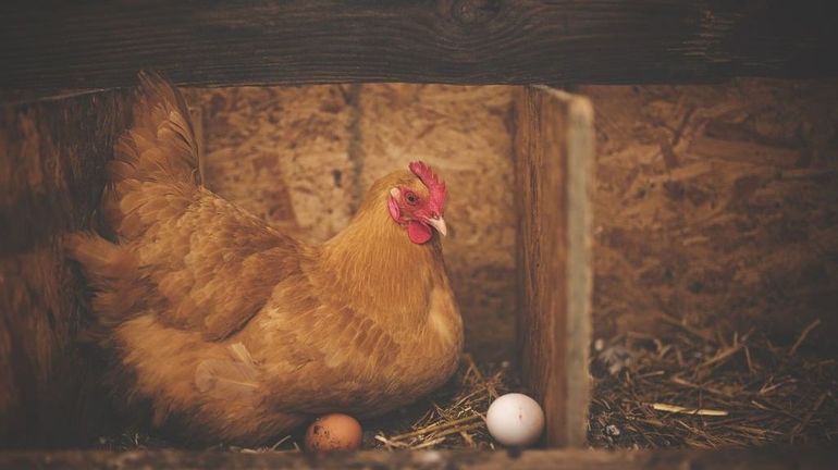 Faut-il craindre la présence de PFAS dans les oeufs de nos poules ?