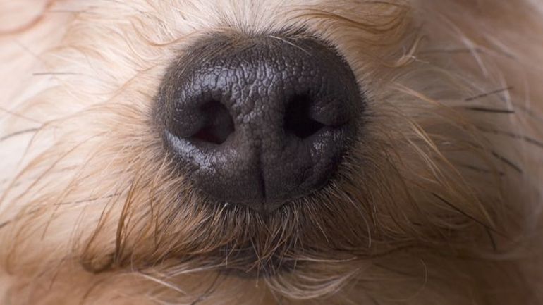 Un oeil sur demain : allergènes, cancers, drogues... et si des 