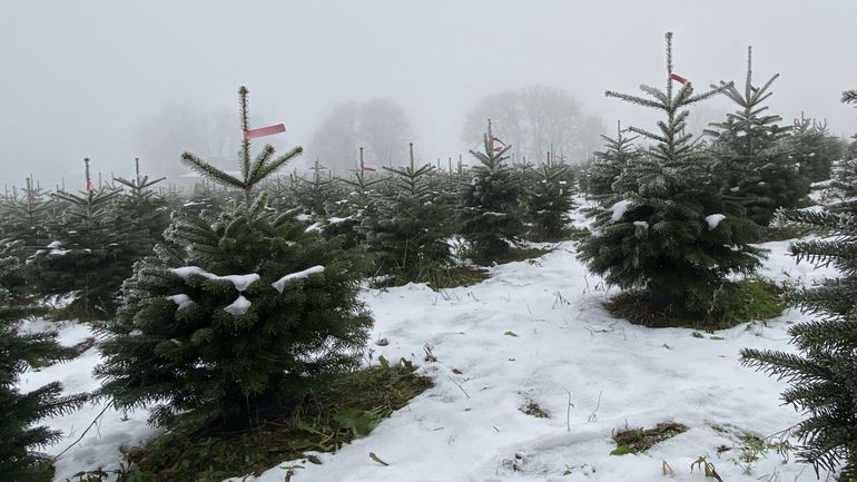 Y a-t-il une recrudescence de vols de sapins de Noël en Ardenne ?