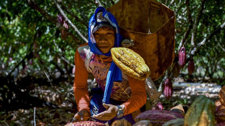 Colombie : passer de la culture de la drogue au cacao, ou le chocolat du 
