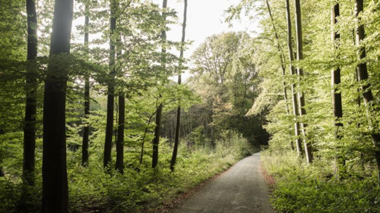 Les espaces verts bruxellois et la forêt de Soignes fermés samedi en raison du vent