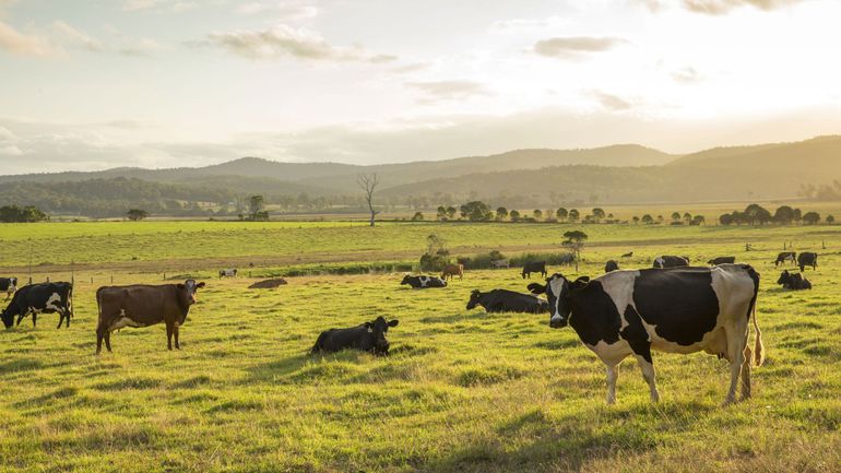 La Guerre de la Vache : un road trip historique en pleine campagne wallonne