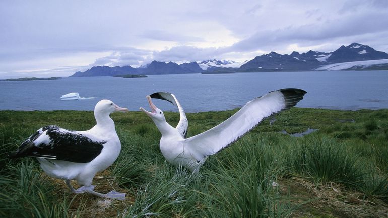 Les albatros 