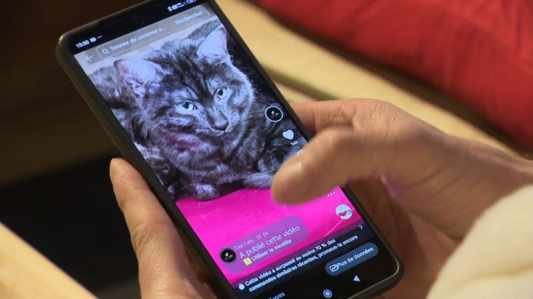 Pourquoi les chats sont-ils devenus les stars des réseaux sociaux ?