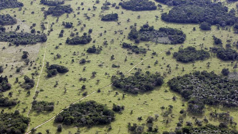 La déforestation au Brésil accuse une légère baisse en mars, mais enregistre un niveau record sur le trimestre