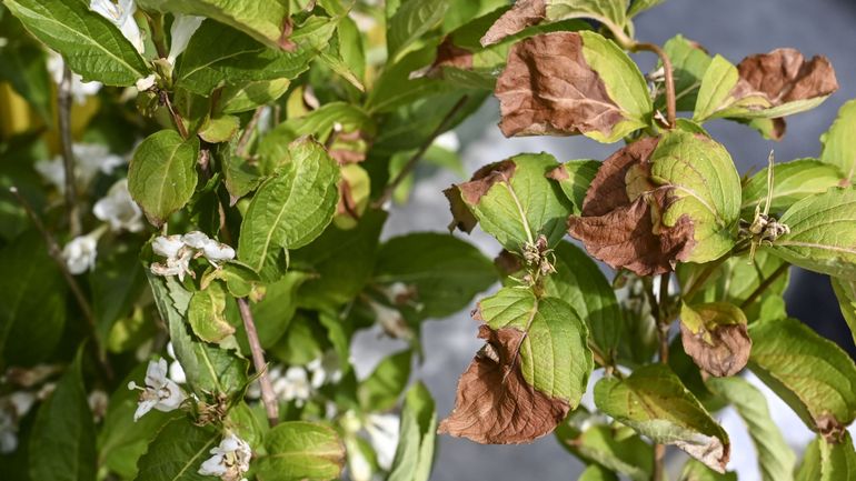 Les effets de la sécheresse : les arbres dépérissent et sont vulnérables aux attaques d'insectes et de champignons