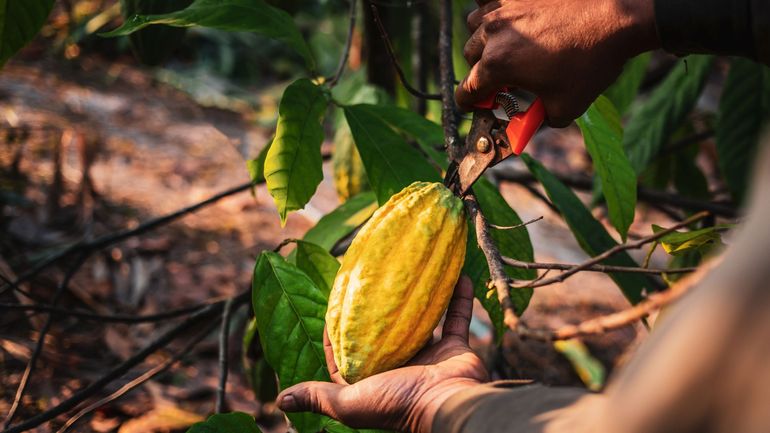 La bulle spéculative sur le cacao se dégonfle& mais jusqu'à quand ?
