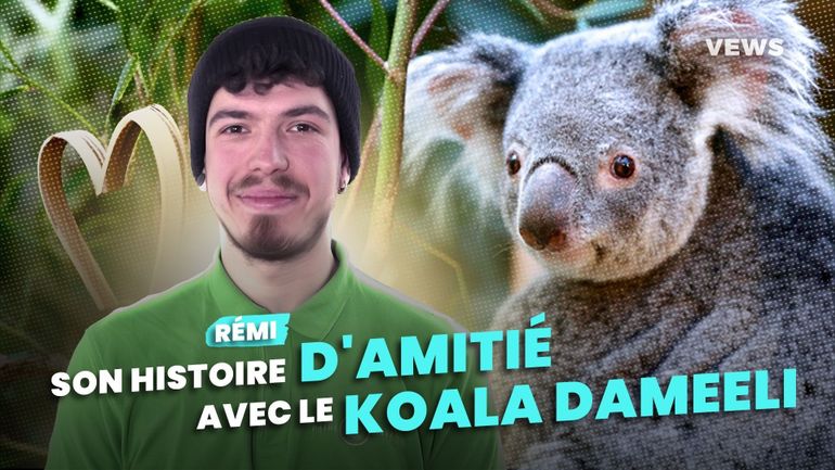 À Pairi Daiza, on a rencontré Rémi, le soigneur qui a réussi à nouer une relation d'amitié avec le koala Dameeli