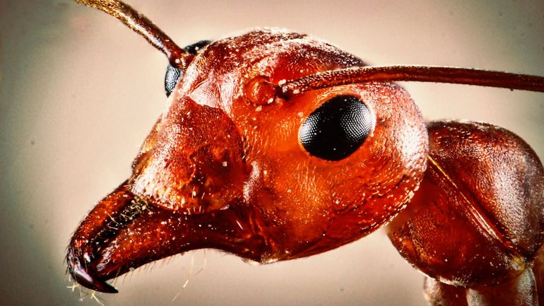 La fourmi de feu débarque en Europe, c'est l'une des 100 espèces vivantes les plus redoutables au monde