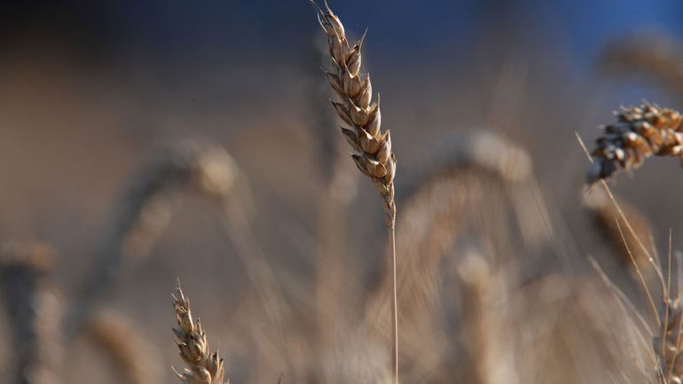 Suite à la sécheresse et à la guerre en Ukraine, la Wallonie accorde des dérogations au secteur agricole