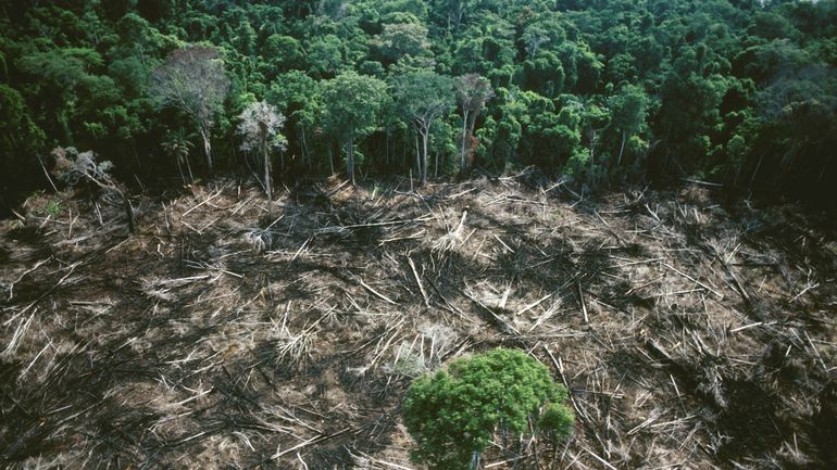 Amazonie : bond de 150% de la déforestation en décembre, dernier mois de Bolsonaro