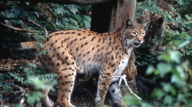 La France publie un plan pour protéger les 150 lynx qui se trouvent sur son territoire