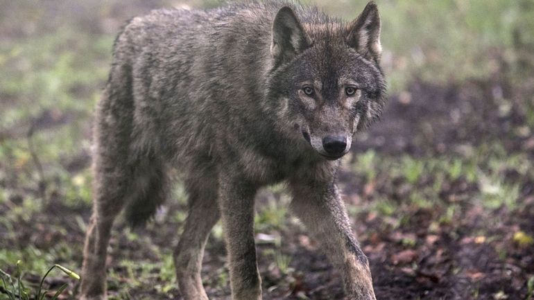 Un jeune loup est-il en train de s'établir dans le grand massif de Saint-Hubert ?