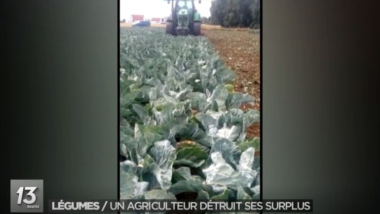 Chute des prix des légumes : un agriculteur belge détruit son surplus de choux et dénonce l'industrie alimentaire
