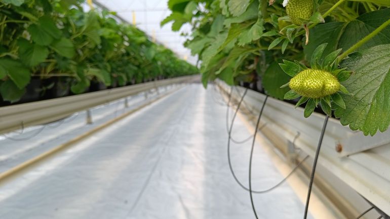 Les producteurs de fraises en serre sont eux aussi touchés par la hausse des prix de l'énergie
