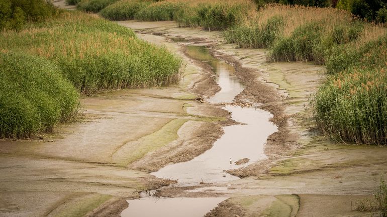 Sécheresse en Flandre : les niveaux d'eaux souterraines continuent de baisser, et des débits de rivière historiquement bas