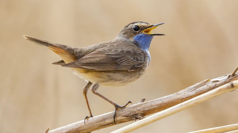 De nombreux oiseaux migrateurs de retour plus tard d'Afrique cette année, selon Natuurpunt