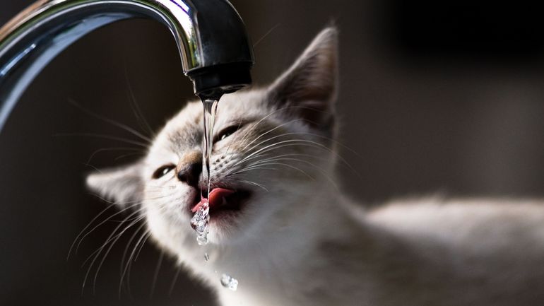 Pénuries d'eau en ville d'ici 5 à 15 ans : la Belgique est-elle à risque ?