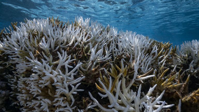 En Malaisie, le réchauffement climatique fait blanchir plus de la moitié du récif corallien