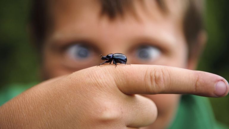 Demain, un monde sans insectes ? Difficile car 80% des plantes cultivées en dépendent