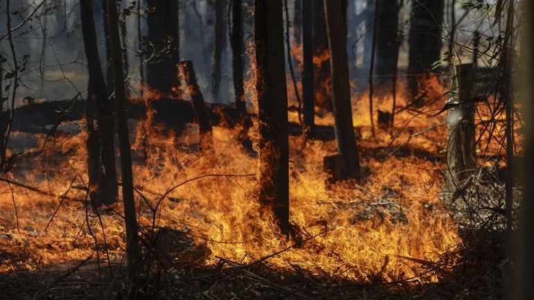 Brésil : la superficie végétale ravagée par les incendies a bondi de 79% en 2024