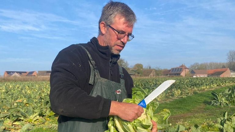 Des milliers de choux-fleurs en surplus : un agriculteur de Flobecq en écoule une bonne partie grâce aux réseaux sociaux