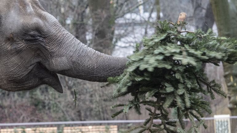 Des sapins de Noël recyclés comme nourriture pour des animaux du zoo de Berlin