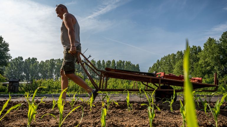 Agriculture en Belgique : accroissement de la superficie agricole bio en 2020, qui passe maintenant à 7,2%