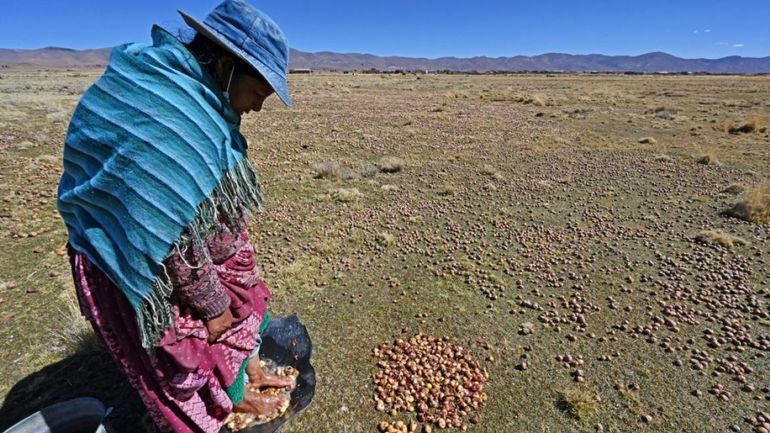 Une nouvelle étude révèle que la pomme de terre moderne descend de la tomate