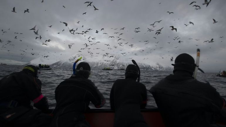 Avec le recul de la banquise, les orques de plus en plus dans l'Arctique