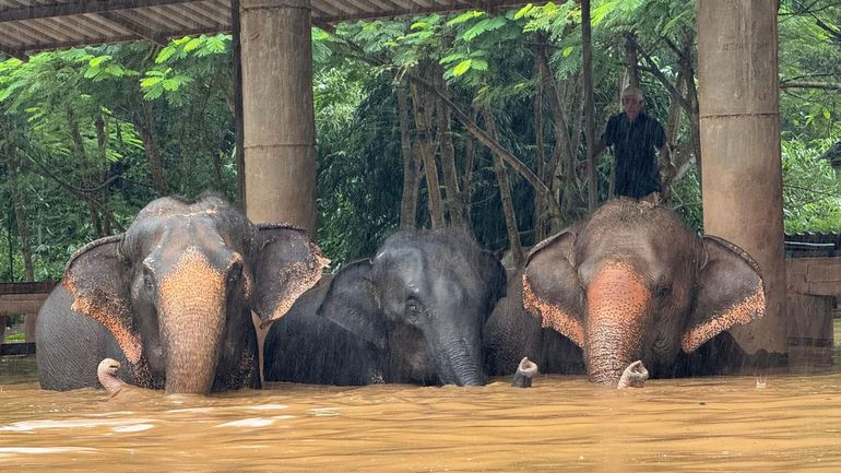 Thaïlande : sauvetage d'une centaine d'éléphants prisonniers des inondations