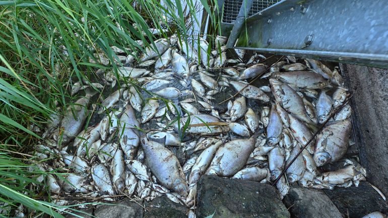 Pollution de l'Oder : une algue toxique possible cause de la mort des poissons