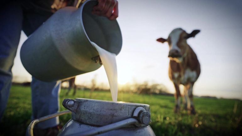 #Investigation : lait, une passion sacrifiée