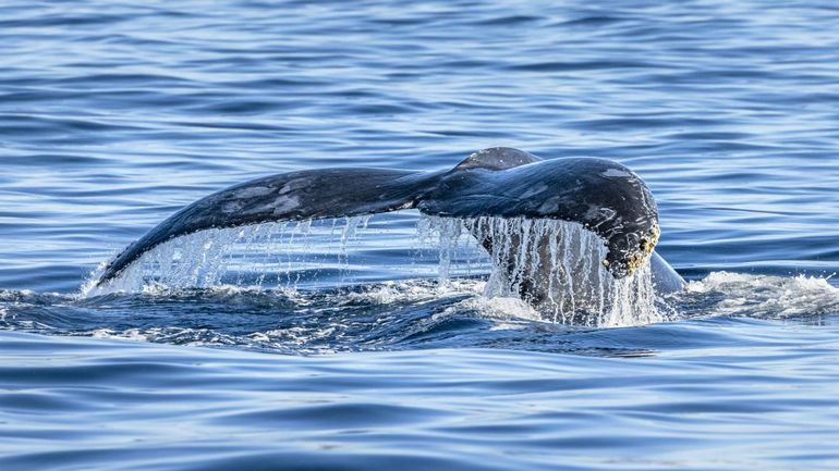 L'Islande autorise la controversée chasse à la baleine jusqu'en 2029