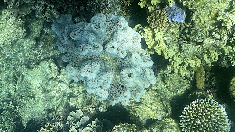 Climat : en Australie, 91% de la Grande Barrière de corail a subi un 