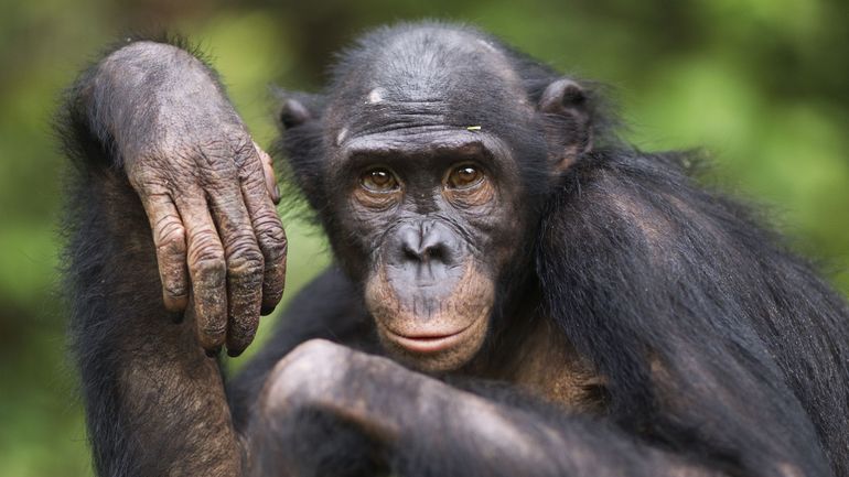Flandre : le zoo de Planckendael évacué après l'évasion d'un Bonobo