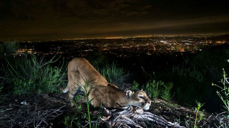 Les cougars de Los Angeles menacés par la fréquence accrue des feux de forêt