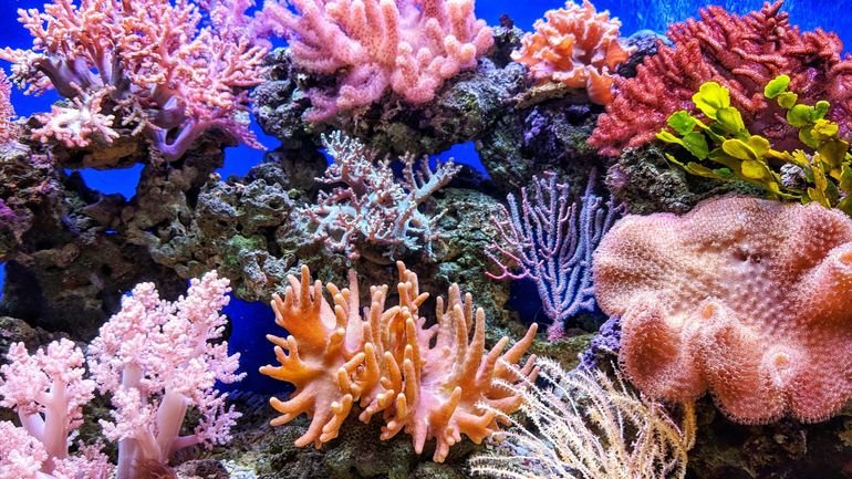 45 pays s'engagent à lever 12 milliards de dollars pour sauver les récifs coralliens