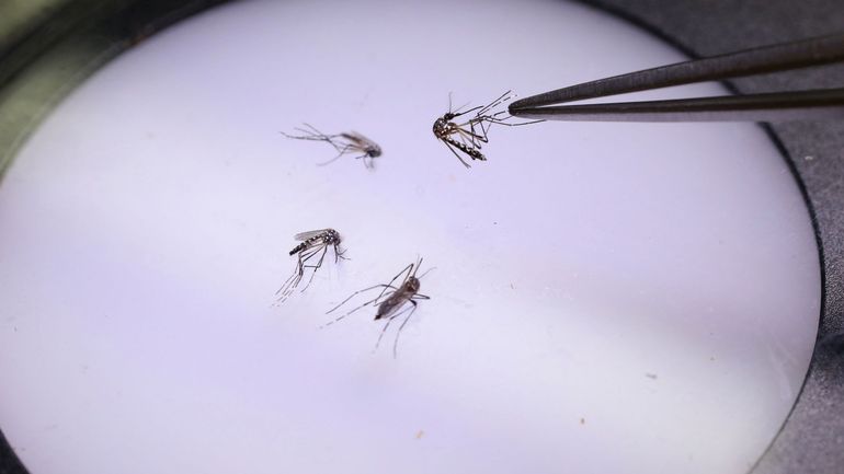 Deux premiers cas locaux de dengue enregistrés cette année en Italie