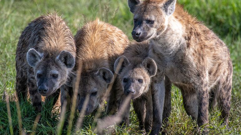 Quatre hyènes se sont échappées du zoo de Planckendael, avant d'être rapidement retrouvées ce samedi matin