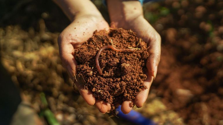 Jardins et potagers : un nouvel outil pour mieux connaître la qualité de vos sols