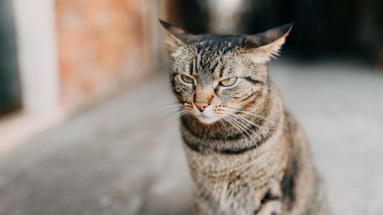 Grippe aviaire : deux chats d'un détenteur de volailles infectés, une première en Belgique