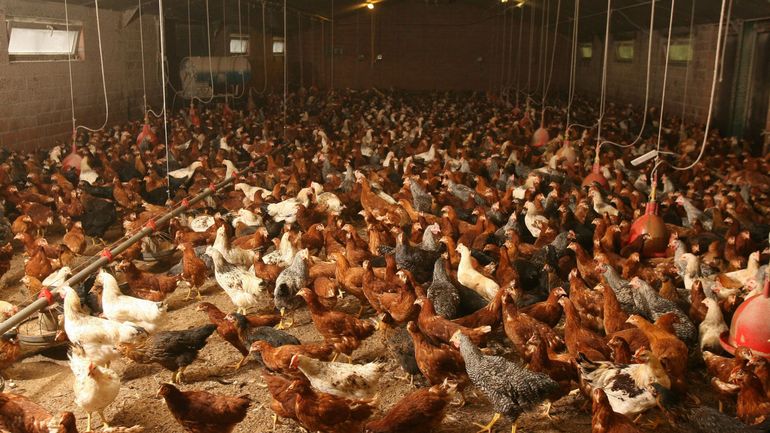 L'Europe connaît la grippe aviaire 