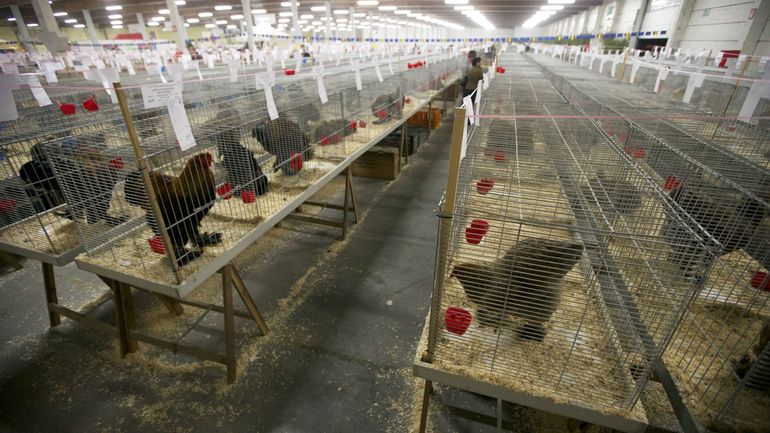 Grippe aviaire : fin du confinement obligatoire pour les volailles et oiseaux à partir du 6 avril 2024