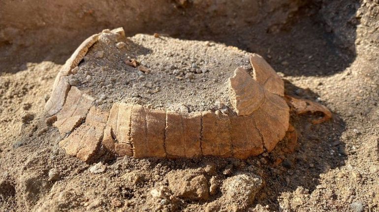 Italie : une tortue et son Suf découverts dans les ruines de Pompéi