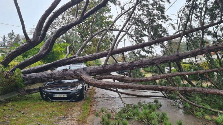 Tempête Ciarán : plusieurs parcs bruxellois resteront fermés ce week-end