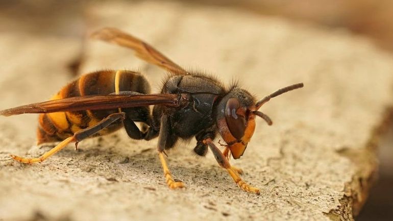 Quels risques le frelon "asiatique" à pattes jaunes fait-il courir à la santé humaine et aux abeilles ? Comment s’en protéger ?
